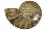 Cut & Polished Jurassic Nautilus Fossil (Half) - Madagascar #289990-1